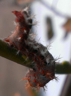 Raupe an Salix.jpg