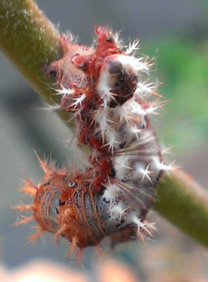 Raupe an Salix2.jpg