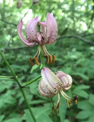 Lilium martagon B 06-2017.jpg
