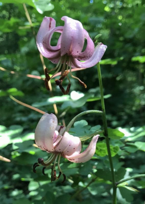 Lilium martagon C 06-2017.jpg
