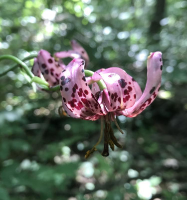 Lilium martagon D 06-2017.jpg
