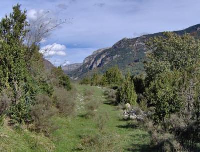 buxus_in_pyrenees_1_klein.JPG