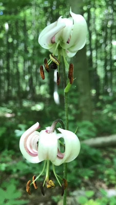 Lilium martagon E 06-2017.jpg