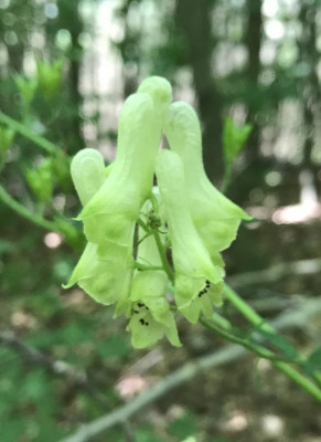 Aconitum lycoctonum 06-2017.jpg