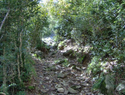 buxus_in_pyrenees_2_klein.JPG