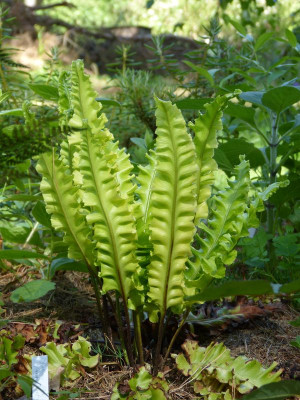 2017-06-18 Schratwald Asplenium scolopendrium 'Crispum Boltons Nobile'.jpg