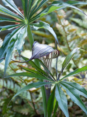 2017-06-18 Schratwald Arisaema.jpg