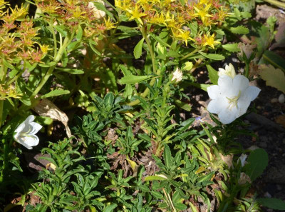 Campanula_persicifolia f. nitida-Campiello.17-1.jpg