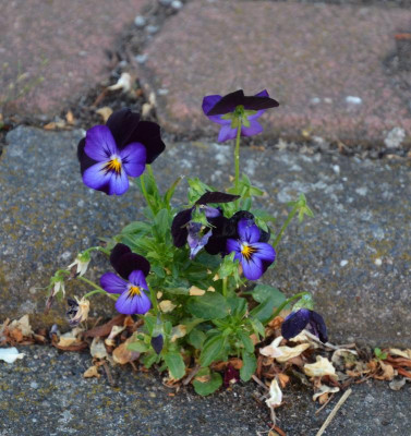 Viola_cornuta.17-4.jpg