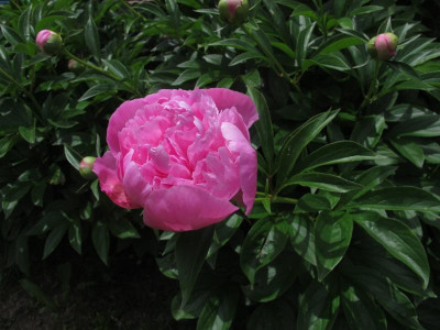 paeonierosa.img.JPG