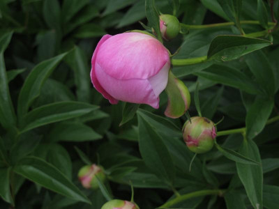 paeonierosaknospe.img.JPG
