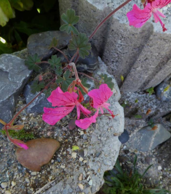 Pelargonium endlicherianum Miniform ...  19.6.17 012.jpg