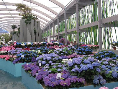 IMG_9728_IGA_Blumenhalle_Hortensien_25Mai2017_.jpg