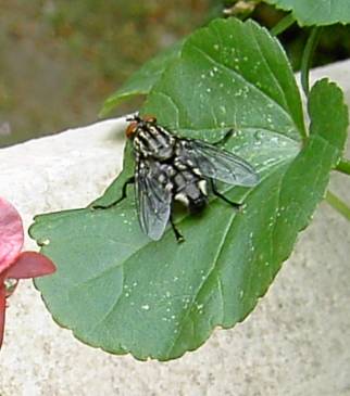 Fliege1.jpg