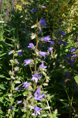 Campanula_grossekii.17-1.jpg