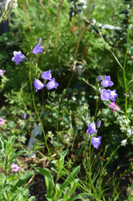 Campanula_linifolia.17-1.jpg