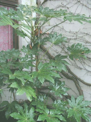 Fatsia_1.jpg