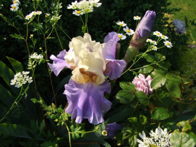 2017_0619Rosen0062.JPG