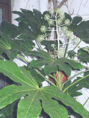 Fatsia_2.jpg
