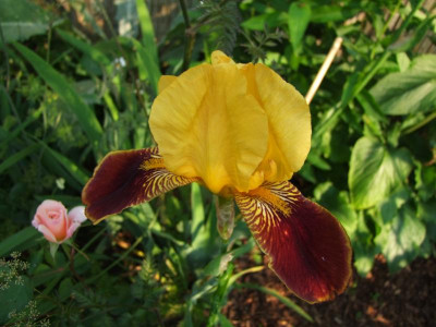 2017_0619Rosen0057.JPG