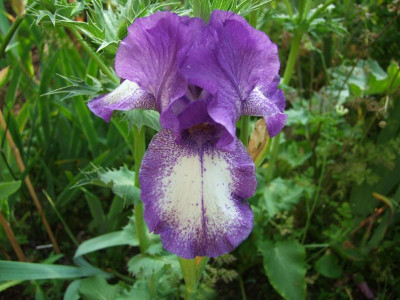 2017_0619Rosen0052.JPG