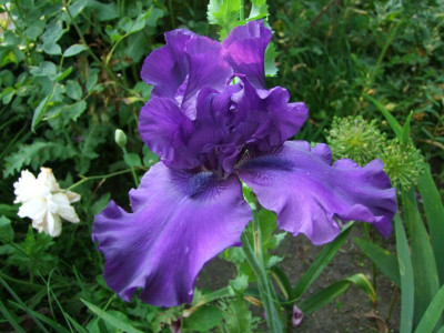 2017_0619Rosen0053.JPG