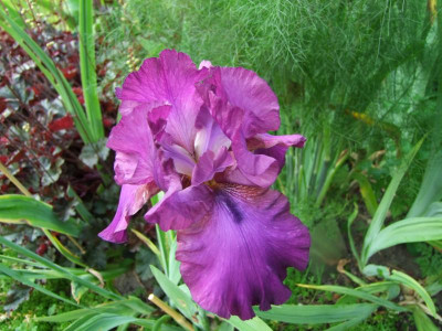 2017_0619Rosen0065.JPG