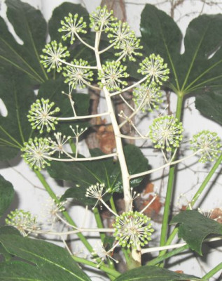 Fatsia_3.jpg