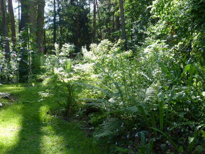 2017-06-18 Schratwald 9.jpg