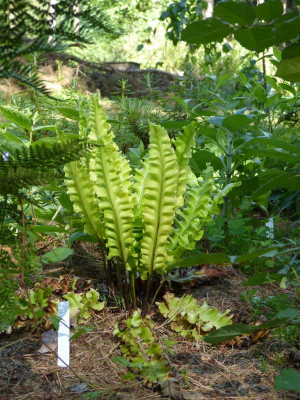 2017-06-18 Schratwald Asplenium scolopendrium 'Crispum Boltons Nobile' 1.jpg