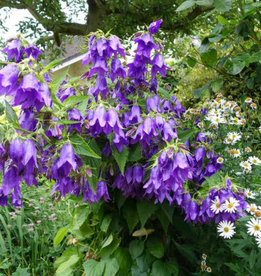 Campanula-KentBelle.14-1.jpg