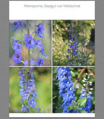 Delphinum.jpg