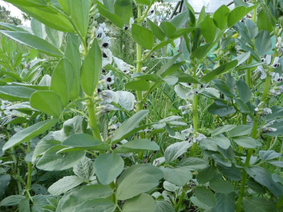 Saubohnen 170605.jpg