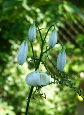 2017-06-19 Lilium martagon 'Album'.jpg