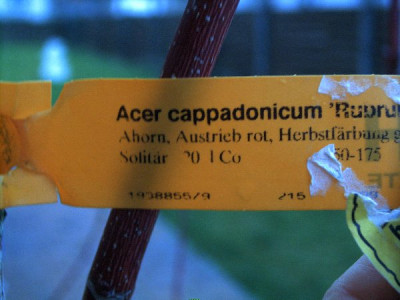 acer_cappad_schild_600x450.jpg