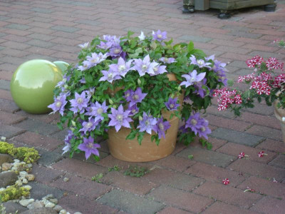 Clematis_Topf.JPG