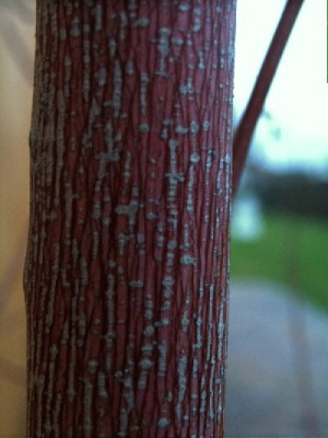acer_cappad1._rinde2_400x533.jpg
