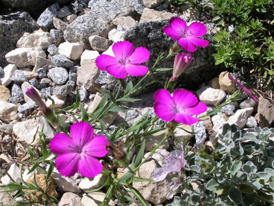 Dianthus oschtenicus 19.06.17.JPG