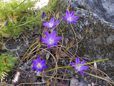 Brodiaea terrestris 19.06.17.JPG