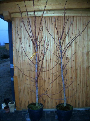 acer_cappad_400x533.jpg