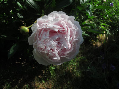 duchessedenaumur.img.JPG