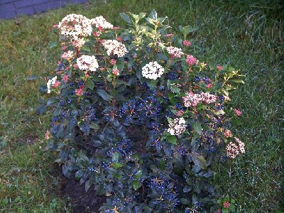 Viburnum_tinus_400x300.jpg