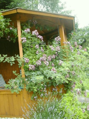 kletterrose_veilchenbalu.jpg