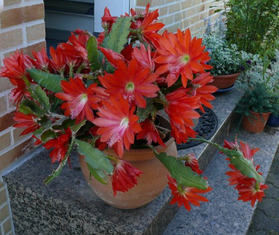 P1310623red.jpg