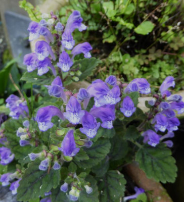Scutellaria violacea   ...  28.5.17 017.jpg