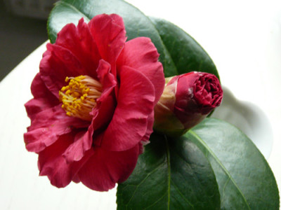 Hana-no-Sato.jpg
