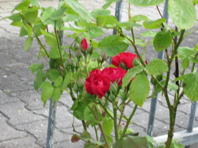 IMG_0442.JPG