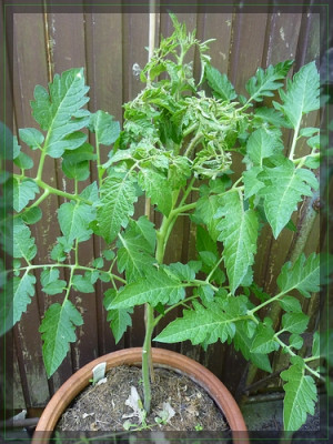 a-Tomate Schadbild (1).jpg