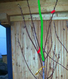 acer_cappad_schneiden.jpg
