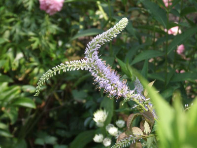 DSCF4129.JPG